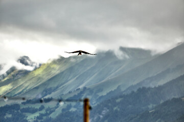 Falcon in Flight Over the Alpine Mountains