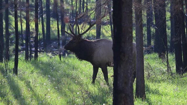Bull elk during the rut