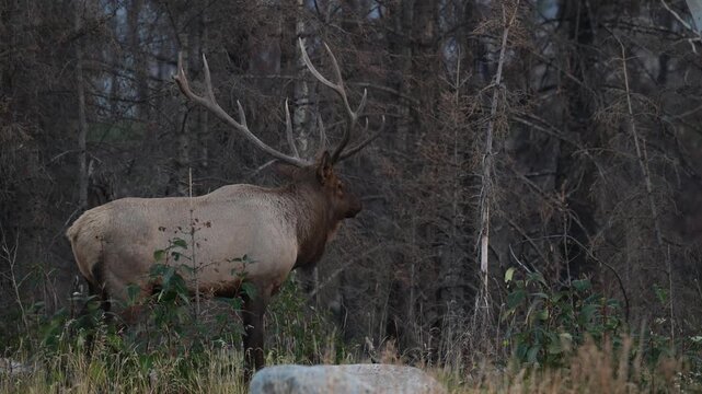 Bull elk during the rut