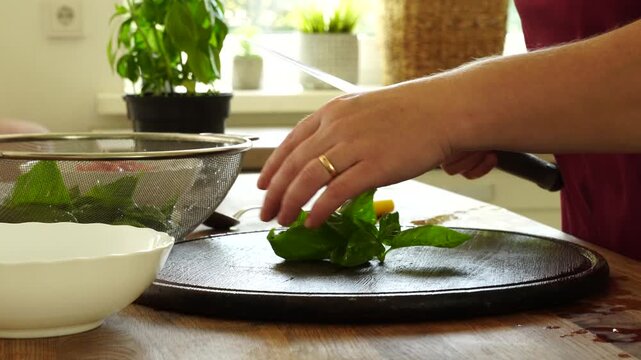 Woman cooks and using fresh basil leaves from bush