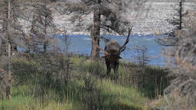 Bull elk during the rut