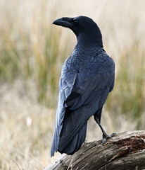 Fototapeta premium a powerful black raven in the field