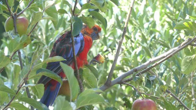 Crimson Rosella eating an apple held in its claw while perched in a tree