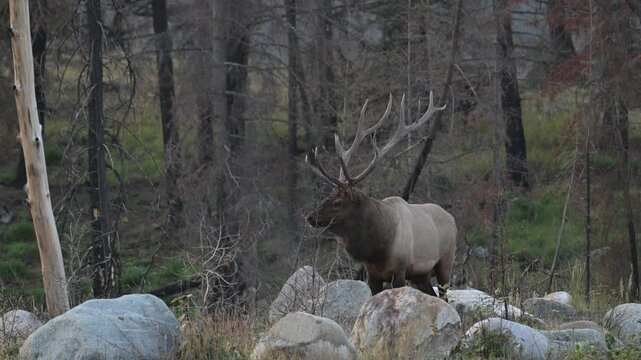 Bull elk during the rut