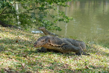 Close view of large wild reptile lying near water in natural habitat