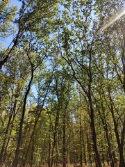 Obraz premium Forest canopy with tall trees reaching toward the sky. Natural woodland view from below, ideal for nature backgrounds, environmental awareness, forest ecology and outdoor inspiration.