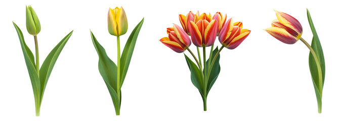Tulip flower growth stages from bud to full bloom, botanical lifecycle isolated on transparent background