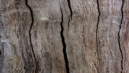 The surface of old wood is covered with cracks.