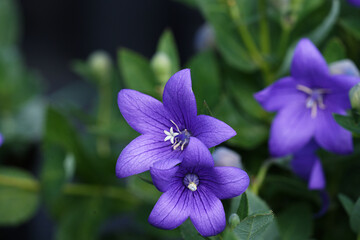 Large-flowerbed bellflower (Platycodon grandiflorus) close-up.