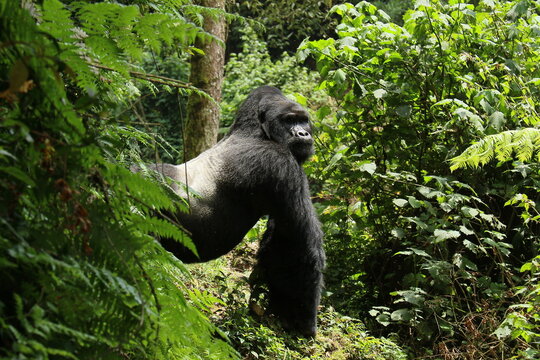 gorille de montagne , foret de bwindi