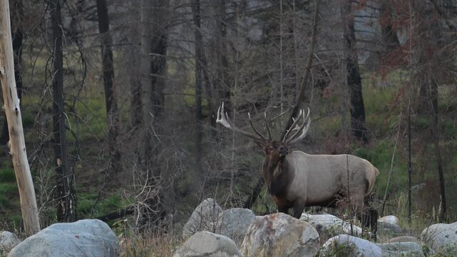 Bull elk during the rut 