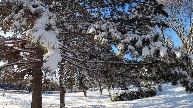 Winter park with trees in the snow