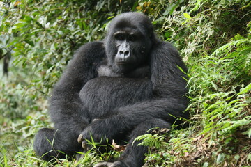 gorille de montagne , foret de bwindi © mariechristine