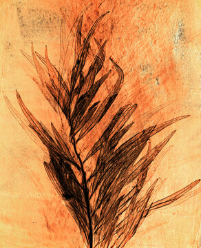 Monotype print assembled on a gelatine  plate, of a leaf of Grevillea robusta,  southern silky oak
