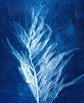 Monotype print assembled on a gelatine  plate, of a leaf of Grevillea robusta,  southern silky oak
