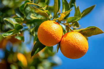 Two ripe vibrant oranges hanging on a lush green tree branch against a clear bright blue sky in a sunny orchard environment