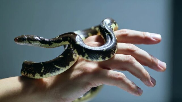 Close-up video of a snake slowly crawling on a human hand under soft studio lighting on a clean background. Detailed reptile skin texture and calm movement create a natural wildlife and exotic pet 