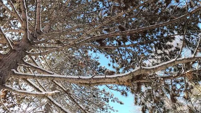 winter park with trees in the snow
