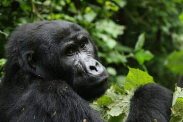 Fototapeta premium gorille de montagne , foret de bwindi