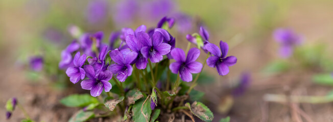 Naklejka premium panoramic view of a Manchurian Violet in the early spring.. field of wild flowers 