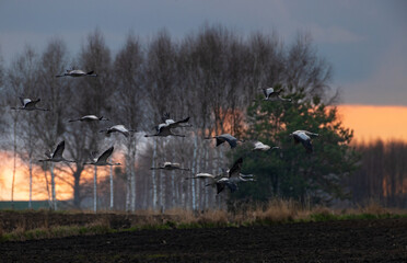 Obraz premium Cranes flying in formation during sunset migration