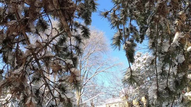 sunny winter day in a small park with snow-covered pine trees and a trampled path