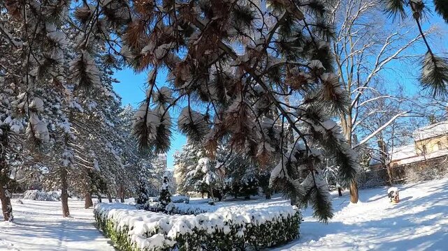 Sunny winter day in a small park with snow-covered pine trees and a trampled path