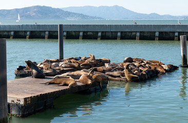 pier in the sea