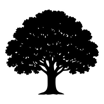 Illustration of silhouette of a broadleaf deciduous tree with a full, rounded canopy