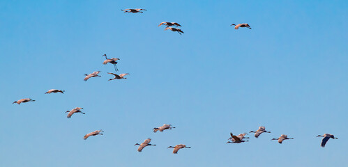 Sandhill Cranes flying over Hiwassee Sandhill Crane refuge in Birchwood Tennessee.