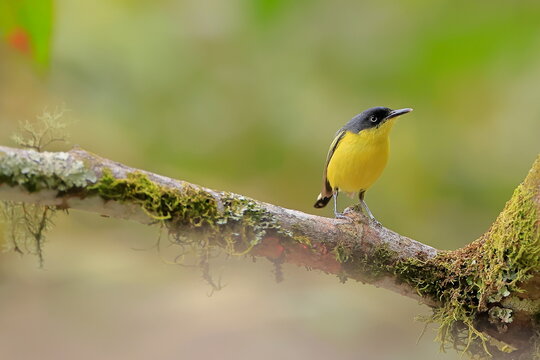Common tody flycatcher, Todirostrum cinereum, Ecuador