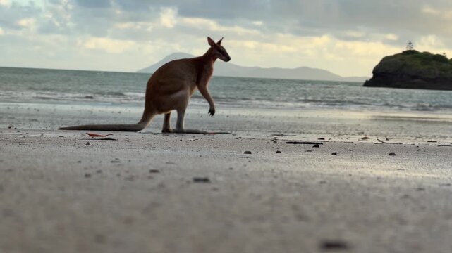 A kangaroo moves on all fours across the beach while searching for food along the shoreline. Natural foraging behavior filmed at Casuarina Beach, Cape Hillsborough National Park, Australia.