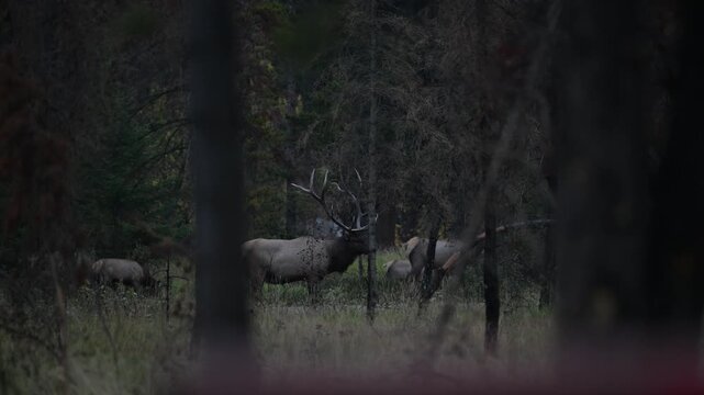 Bull elk during the rut