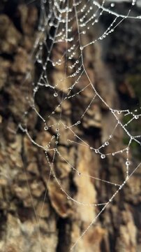 spider web with dew drops