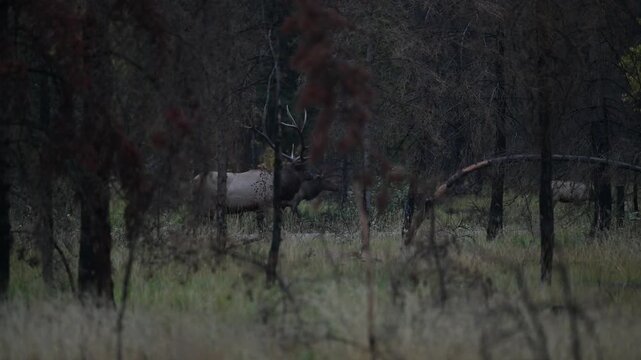 Bull elk during the rut