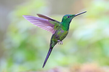 Fototapeta premium Empress brilliant, Heliodoxa imperatrix, Ecuador
