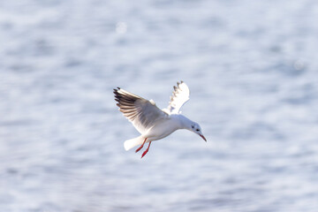 湖を飛翔するユリカモメ
