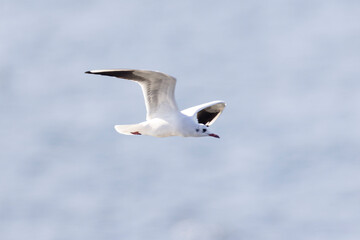 湖を飛翔するユリカモメ