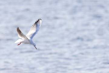 湖を飛翔するユリカモメ