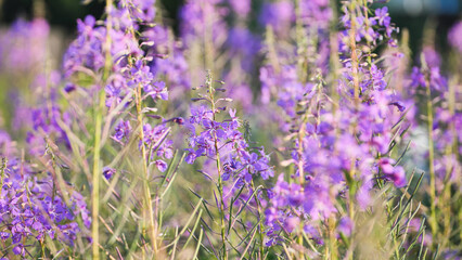 Fireweed wildflowers swaying, bringing purple color to a green summer meadow.