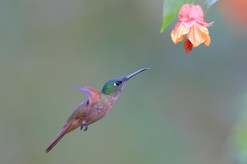 Fototapeta premium Fawn-breasted Brilliant, Heliodoxa rubinoides, Ecuador