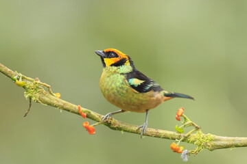 Obraz premium Flame faced tanager, Tangara parzudakii, Ecuador