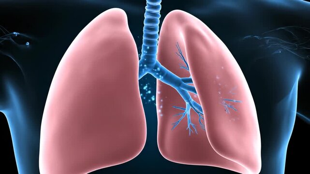 3D Visualization: Traveling Through Human Lungs During Breathing Cycle