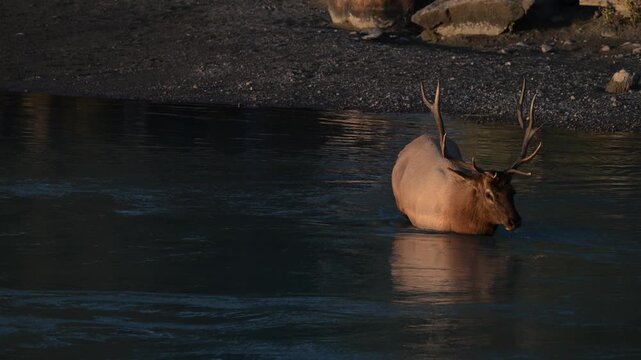 Bull elk during the rut