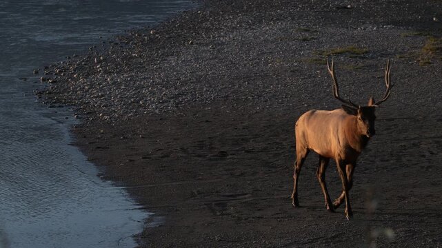 Bull elk during the rut 