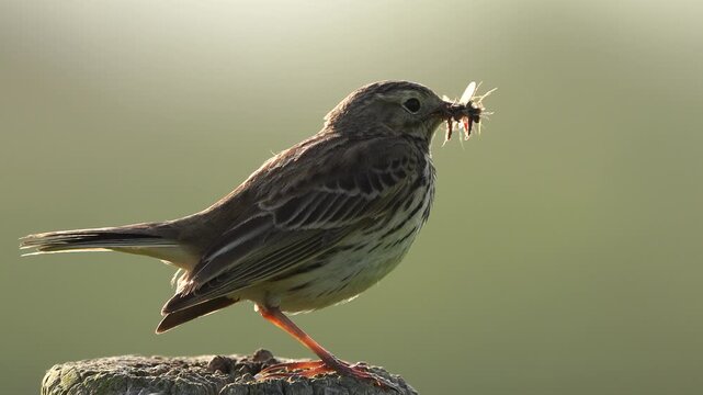 Close-up of an adult meadow pipit (Anthus pratensis) with insects in its beak