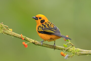 Golden tanager, Tangara arthus, Ecuador