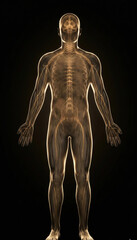 3D human anatomy and organ systems, full body outline with neural pathways glow