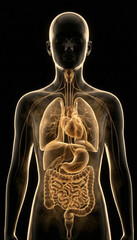 3D human anatomy and organ systems, digestive tract highlighted in male torso