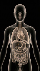 3D human anatomy and organ systems, transparent body showing lungs heart and gut